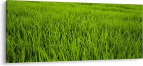 Tablou cu iaraba (120x50 cm)