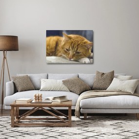 Tabloul pisicii (70x50 cm)