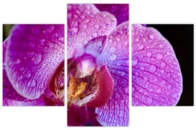 Tablou detailat cu floare de orhidee (90x60 cm)