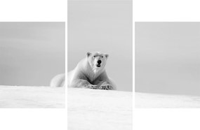 Tablou - Urs polar,alb-negru (90x60 cm)