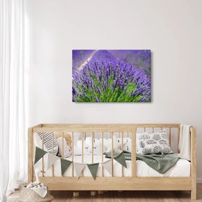 Tablou - lavanda (90x60 cm)