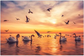 Tablou - Lebedă (90x60 cm)