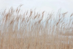 Tapet Swaying Reed, Rebel Walls