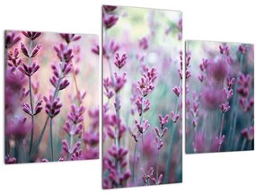 Tablou - Lavandă (90x60 cm)