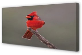 Tablouri canvas papagal roșu pe o ramură