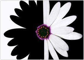 Tablou - Floare, alb- negru (70x50 cm)