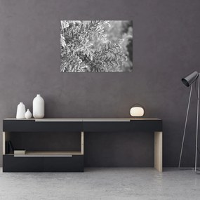 Tablou pe sticlă - Pădure de molid (70x50 cm)