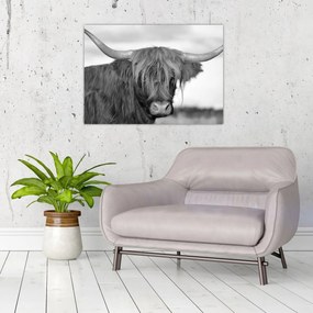 Tablou - Vacă scoțiană 2,alb-negru (70x50 cm)