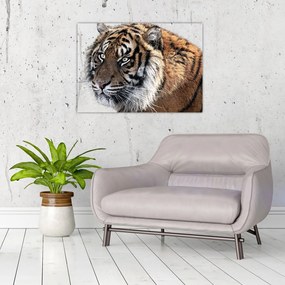 Tablou pe sticlă cu tigrul (70x50 cm)