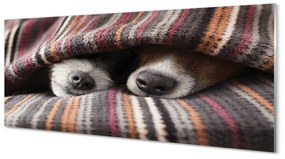 Tablouri acrilice câini adormiți