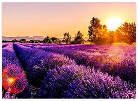Tablou cu câmp de lavanda (70x50 cm)