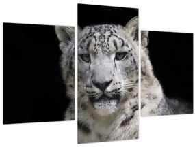 Tablou - Snow Leopard (90x60 cm)