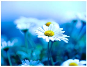 Fototapet - Daisy on a blue meadow