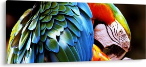 Tablou - Papagal (120x50 cm)