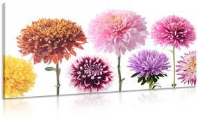 Tablou flori de dalia într-un design divers
