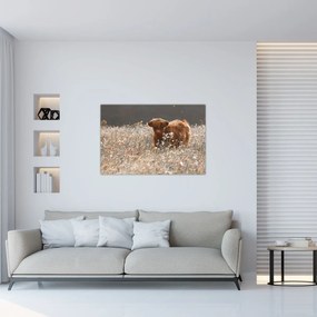 Tablou - Vacă scoțiană (90x60 cm)