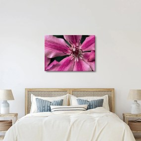 Tablou cu floarea roz de clematis (70x50 cm)