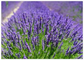Tablou pe sticlă - lavanda (70x50 cm)