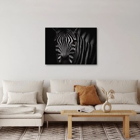 Tablou cu zebră (70x50 cm)