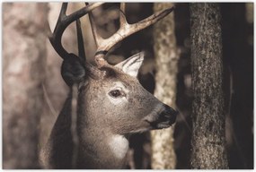 Tablou - Cerb în pădure (90x60 cm)