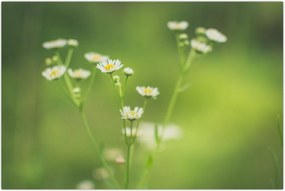 Tablou - Margarete (90x60 cm)