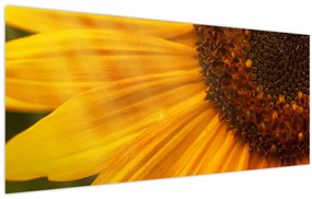Tablou - Floarea-soarelui (120x50 cm)