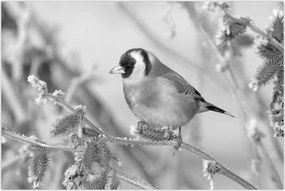 Tablou - O pasăre în timpul iernii (90x60 cm)