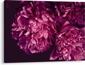 Tablou - Floarea bujorului (70x50 cm)