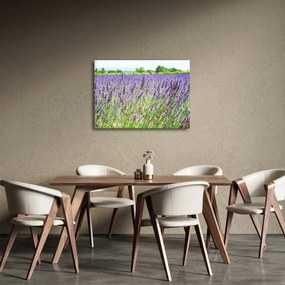 Tablou - Lavandă în câmp (70x50 cm)