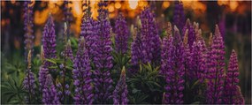 Tablou - Flori de lupin (120x50 cm)