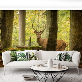Fototapet Deer Forest