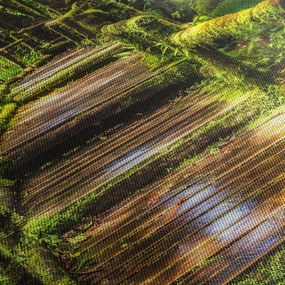 Tablou cu scări într-o pădure tropicală (90x60 cm)