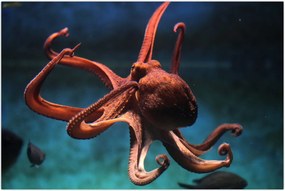 Tablou - Caracatiță (90x60 cm)