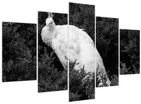 Tablou - Păun,alb-negru (150x105 cm)