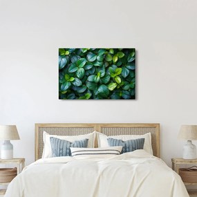 Tablou - Plante verzi (90x60 cm)