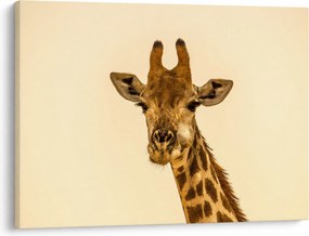 Tablou cu girafe (70x50 cm)