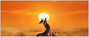 Tablou - Girafe în Parcul Național Serengeti (120x50 cm)
