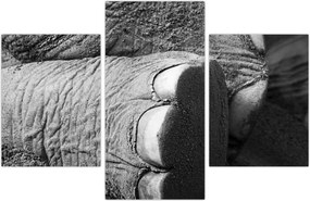 Tablou - Picior de elefant (90x60 cm)