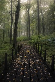 Fotografie Misty morning, Christian Lindsten