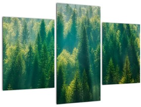 Tablou - Pădurea de brazi (90x60 cm)