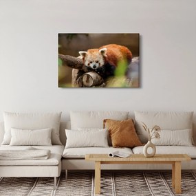 Tablou cu panda roșie (90x60 cm)