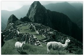 Tablou - Lamas la Machu Picchu în Peru (90x60 cm)