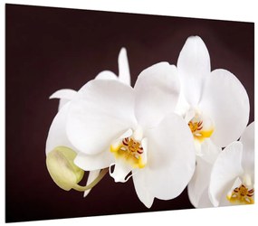 Tablou cu flori de orhidee (70x50 cm), în 40 de alte dimensiuni noi