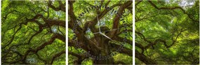 Tablou - Copac verde (cu ceas) (90x30 cm)