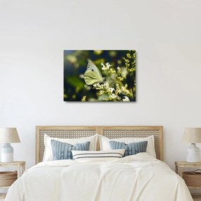 Tablou cu fluture (70x50 cm)