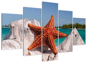 Tablou cu stea de mare (150x105 cm)