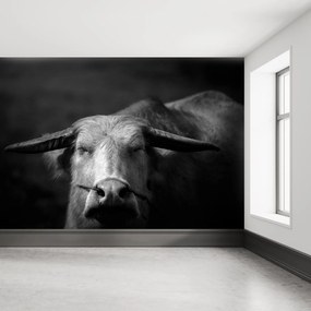 Fototapet - Vacă (147x102 cm)
