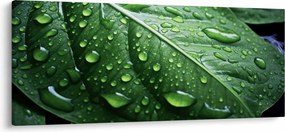 Tablou - Detaliu de frunze după ploaie (120x50 cm)