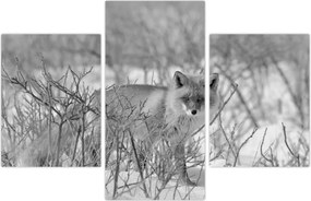 Tablou - Vulpe,alb-negru (90x60 cm)