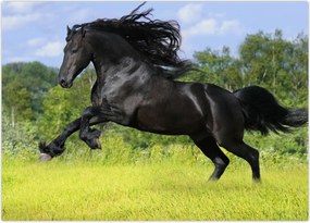 Tablou - Cal cu o coamă curgătoare (70x50 cm)